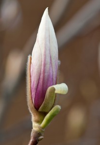 Magnolia-2  