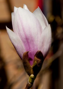 Magnolia-3  