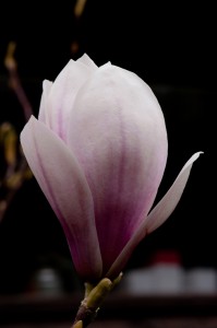 Magnolia-4  