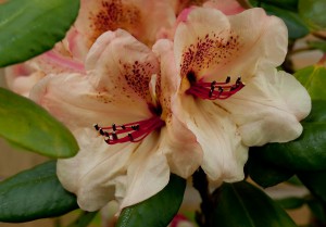 Rododendron-1  